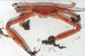 Angular Crab (Goneplax rhomboides)